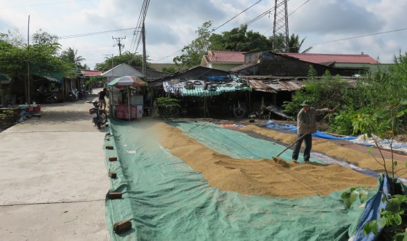 rice drying - Xeo Tre village
